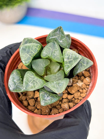 Haworthia Xiangyun (wa5) (p13) | Rare Import