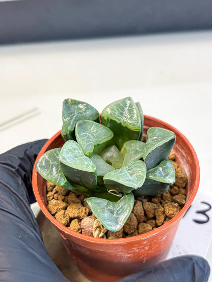 Haworthia Xiangyun (wa5) (p13) | Rare Import