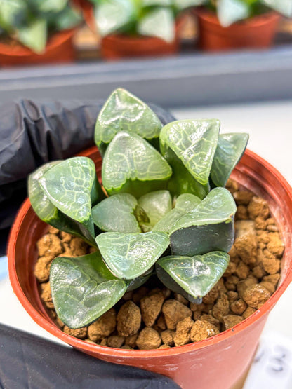 Haworthia Xiangyun (wa5) (p13) | Rare Import