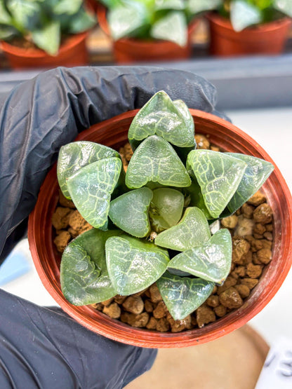 Haworthia Xiangyun (wa5) (p13) | Rare Import