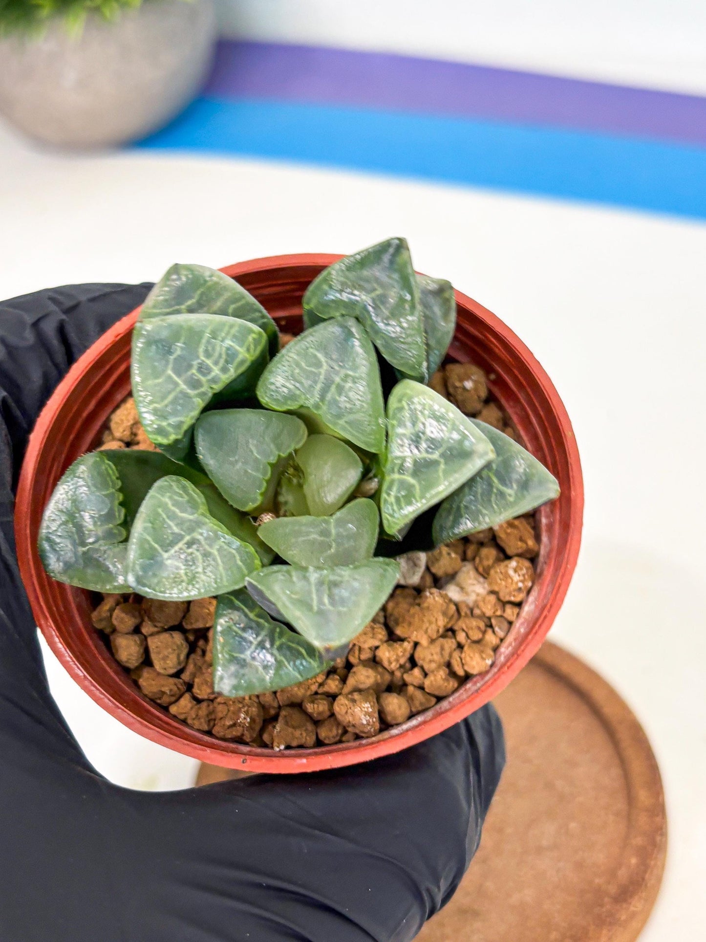 Haworthia Xiangyun (wa5) (p13) | Rare Import