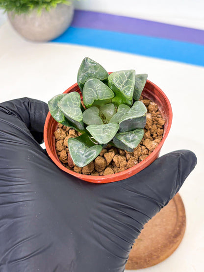 Haworthia Xiangyun (wa5) (p13) | Rare Import