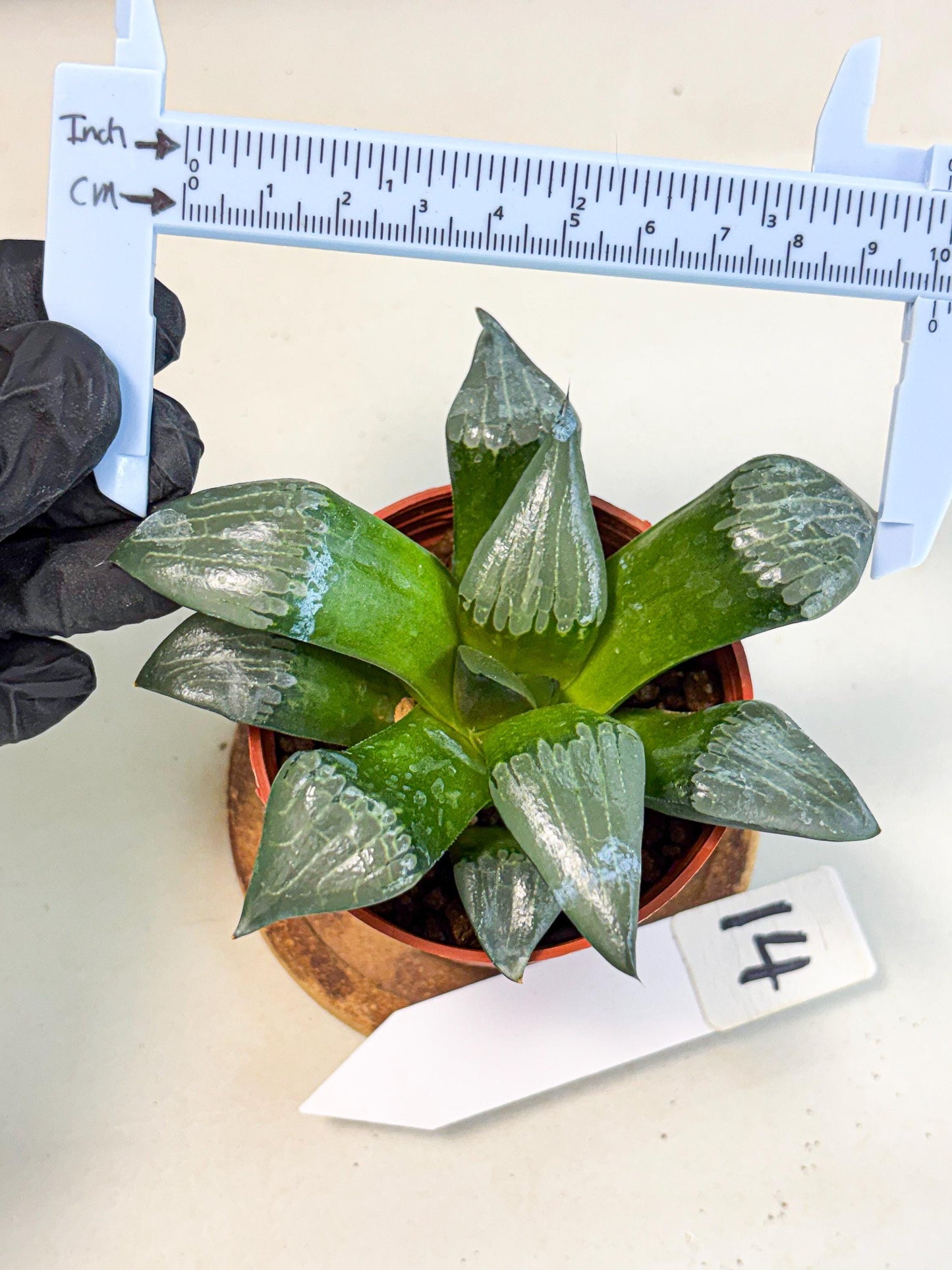 Haworthia Afang Gong (wa5) (p14) | Rare Import