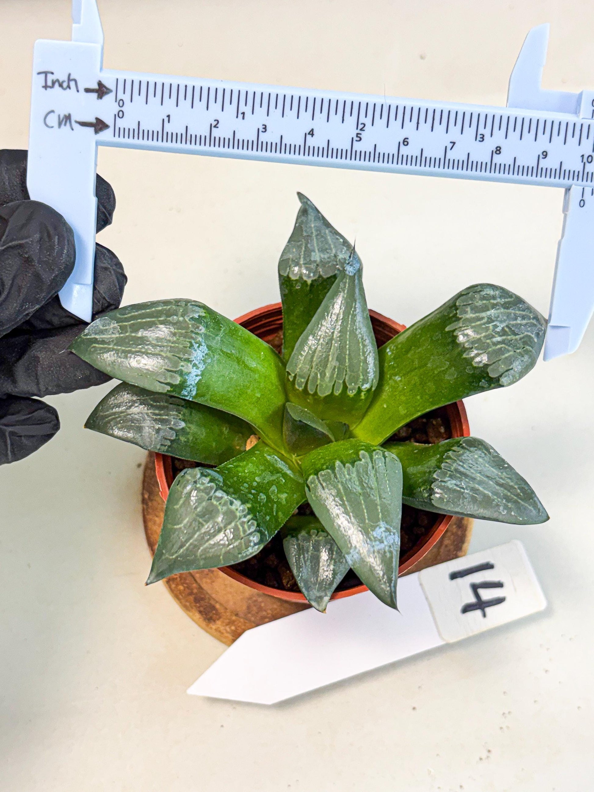 Haworthia Afang Gong (wa5) (p14) | Rare Import