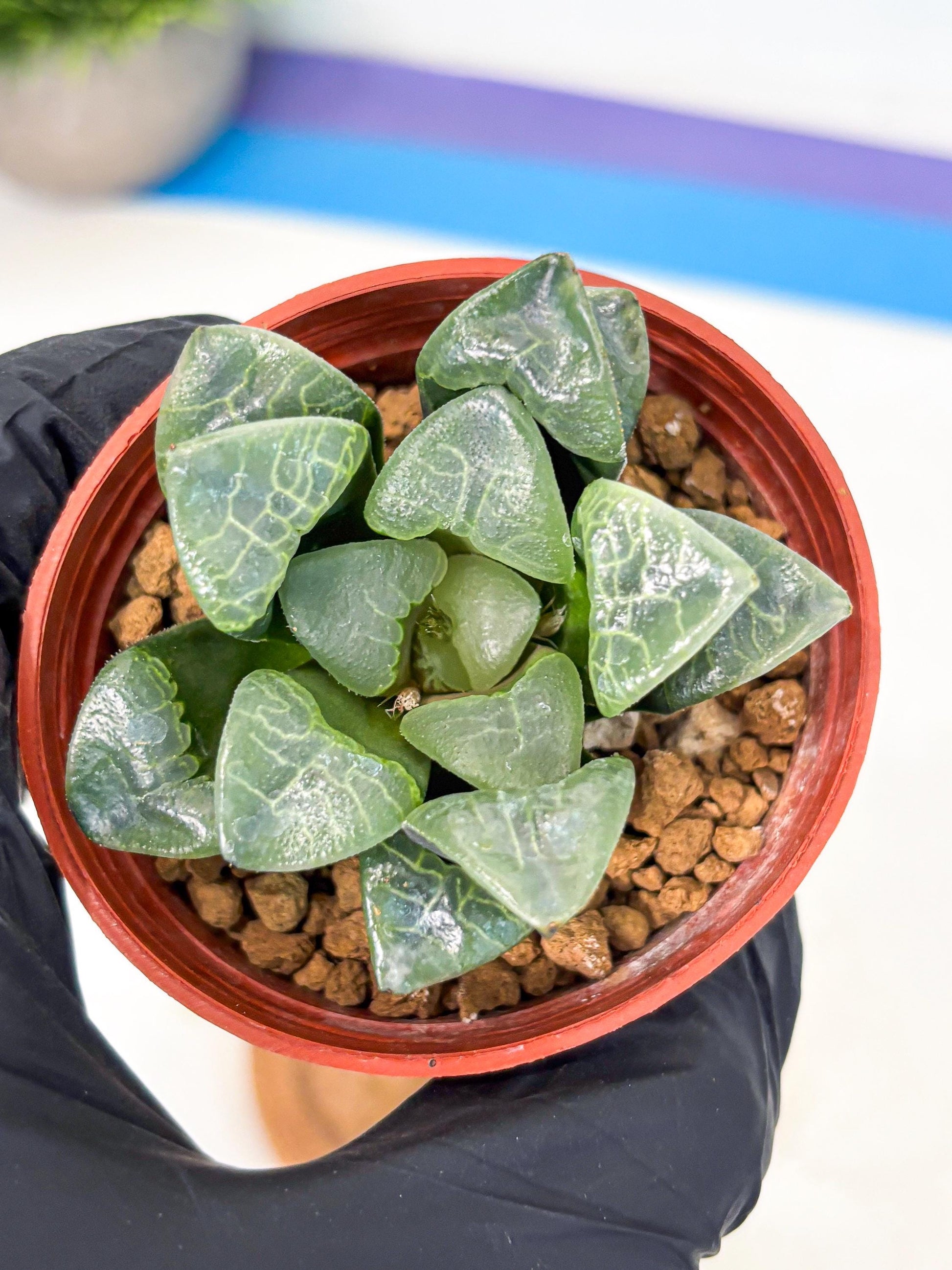 Haworthia Xiangyun (wa5) (p13) | Rare Import