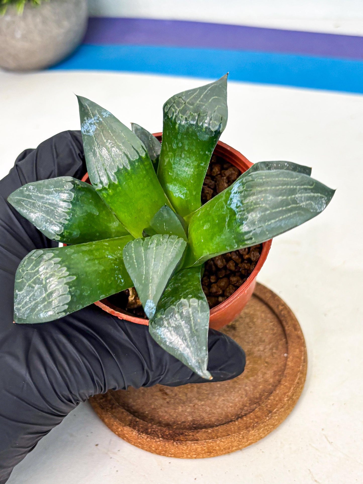 Haworthia Afang Gong (wa5) (p14) | Rare Import