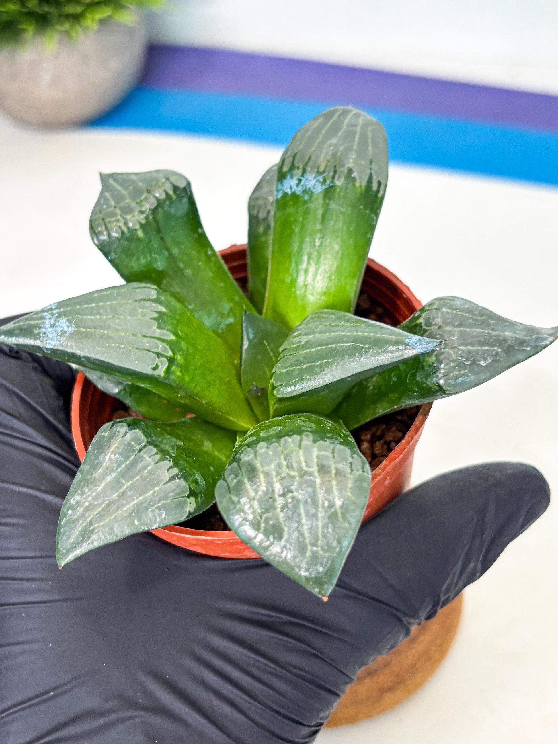 Haworthia Afang Gong (wa5) (p14) | Rare Import