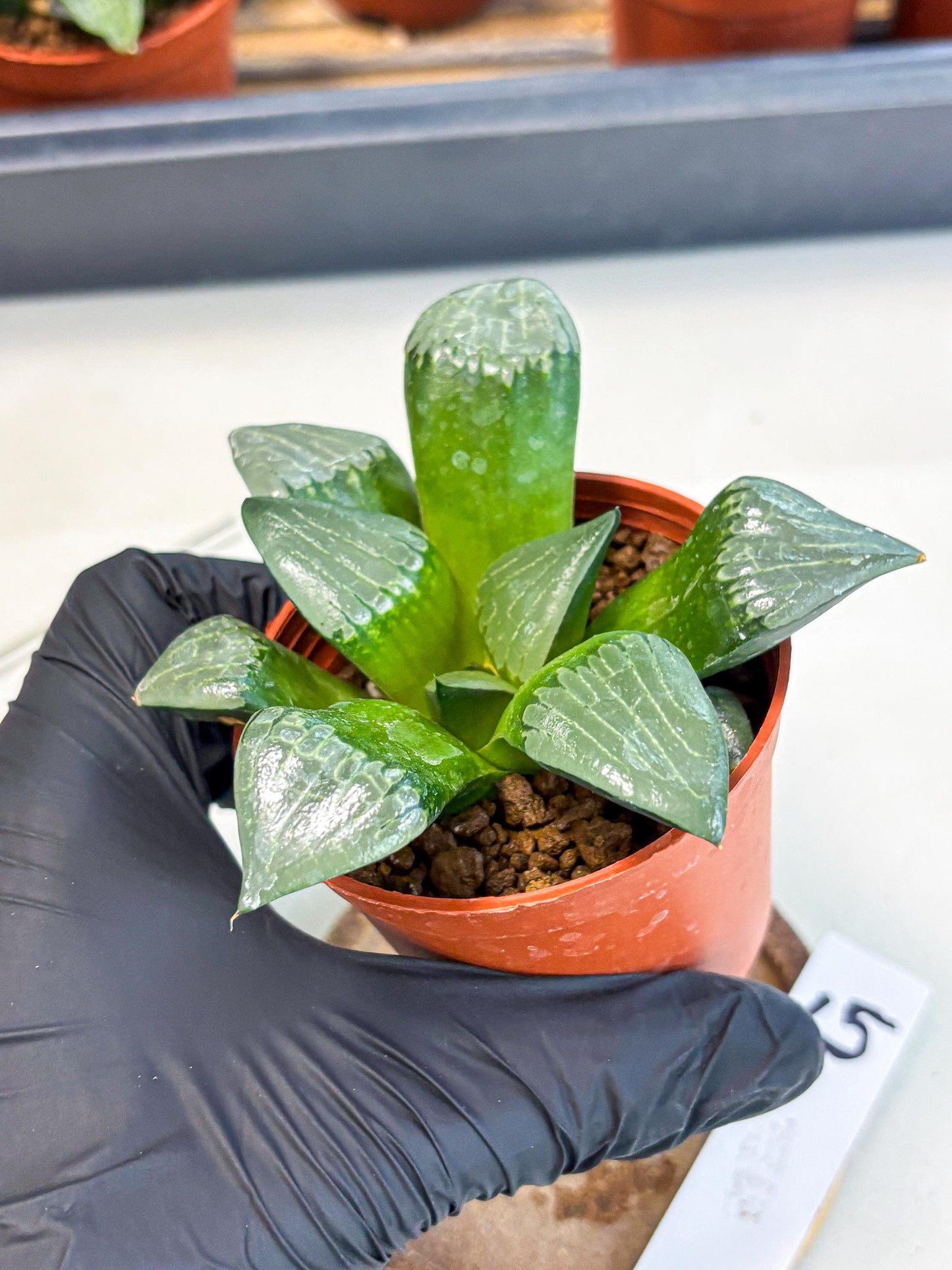 Haworthia Afang Gong (wa5) (p15) | Rare Import