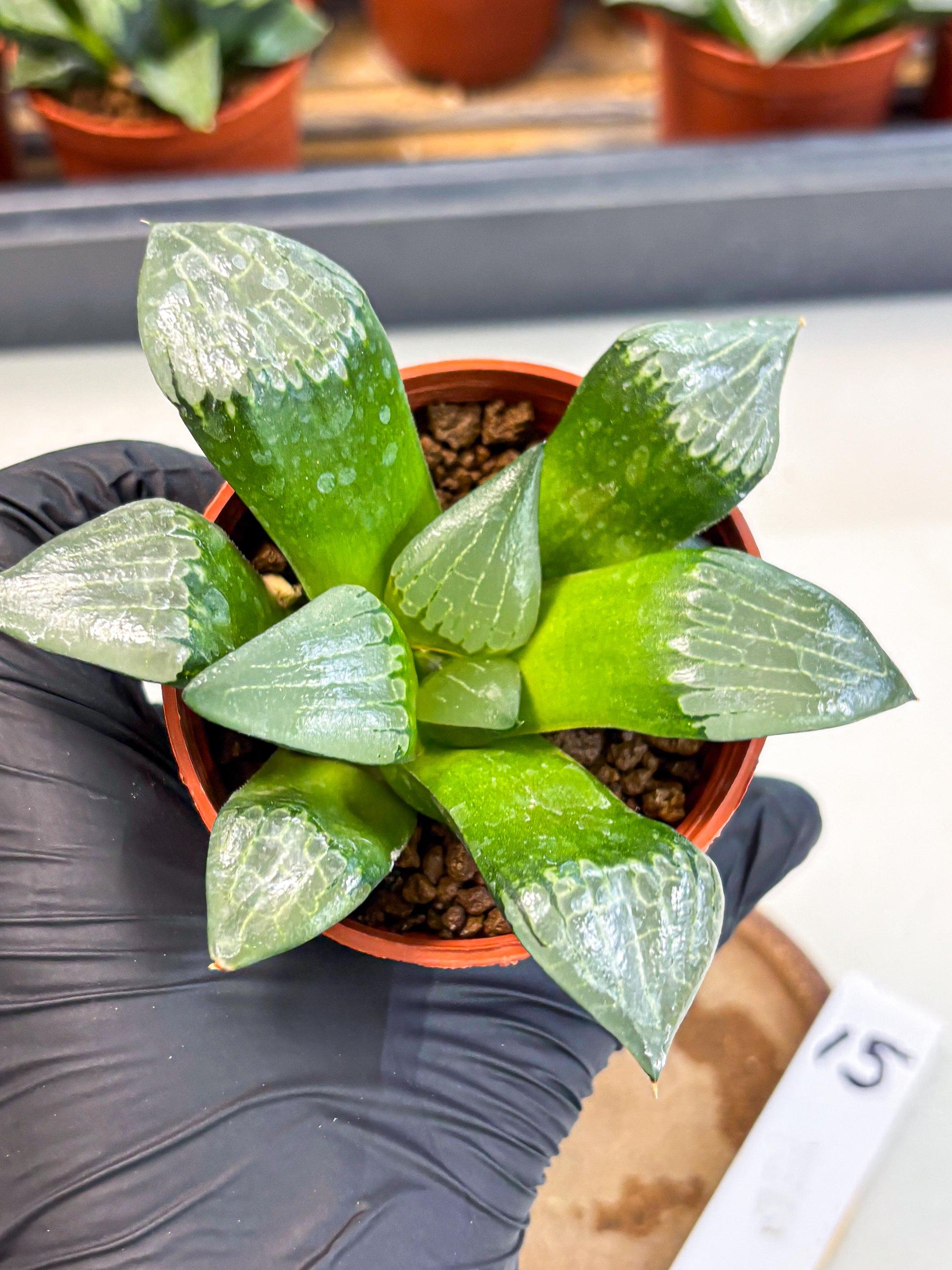 Haworthia Afang Gong (wa5) (p15) | Rare Import