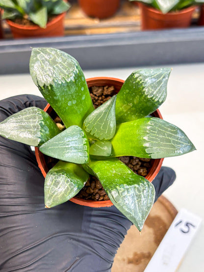 Haworthia Afang Gong (wa5) (p15) | Rare Import