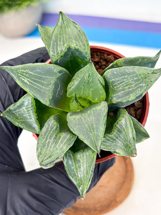 Haworthia Bing Cheng (wa5) (p16) | Rare Import