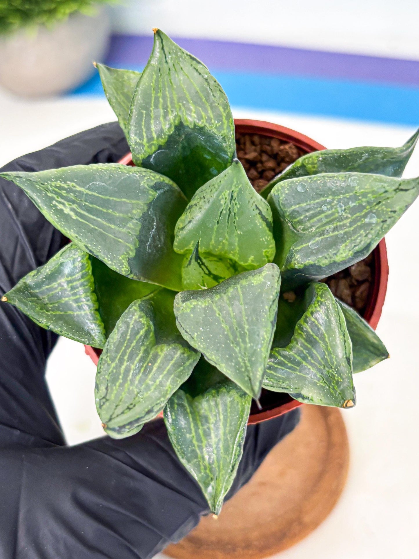 Haworthia Bing Cheng (wa5) (p16) | Rare Import