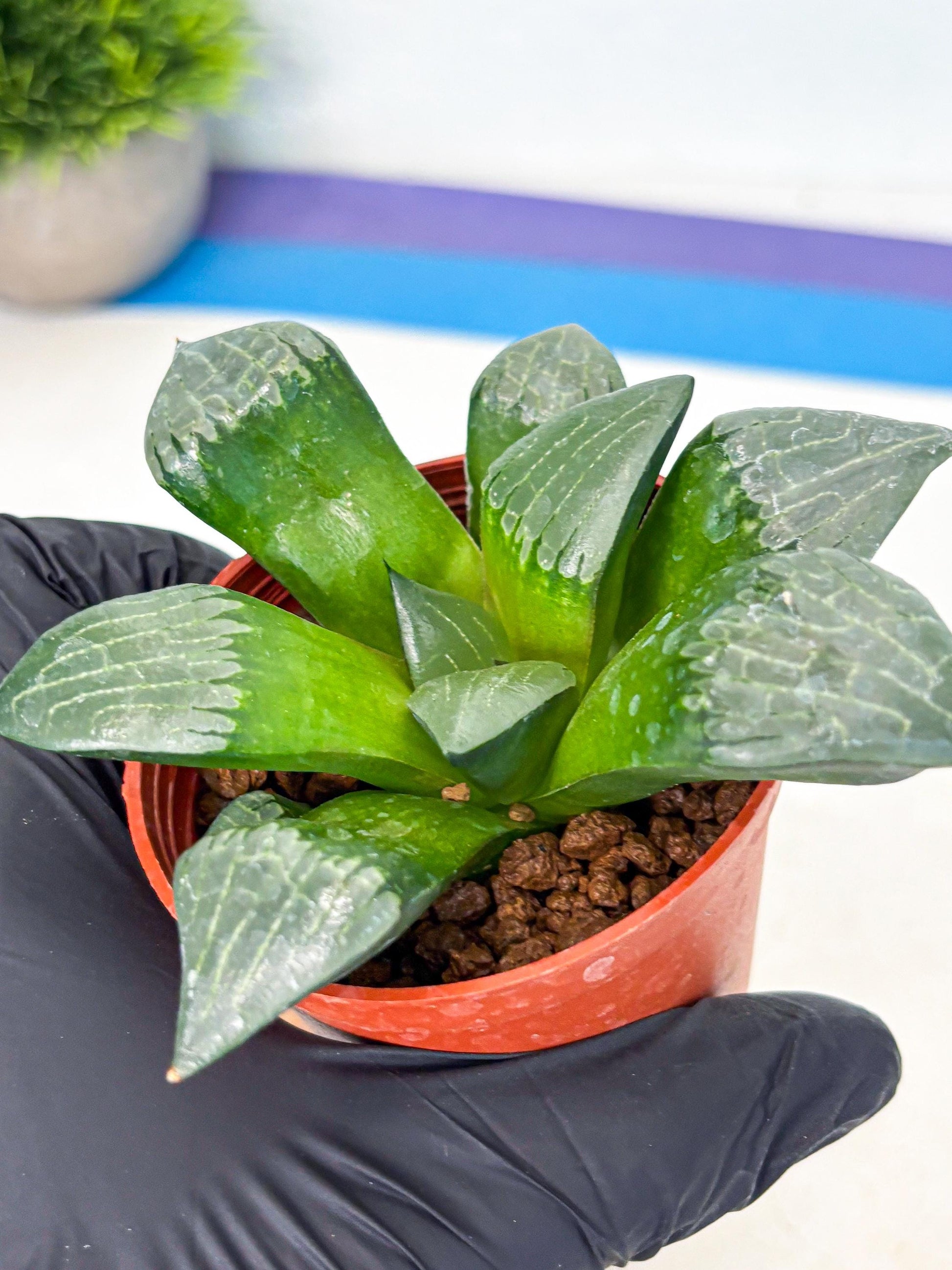 Haworthia Afang Gong (wa5) (p15) | Rare Import