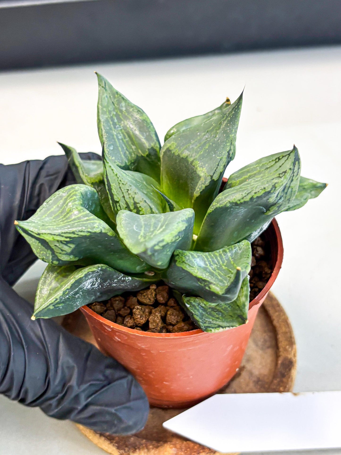 Haworthia Bing Cheng (wa5) (p16) | Rare Import