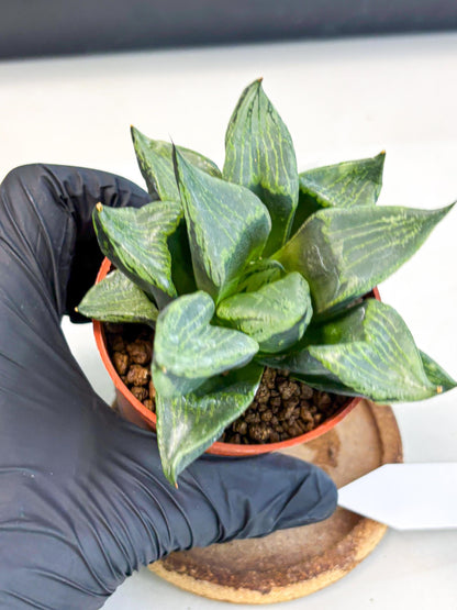Haworthia Bing Cheng (wa5) (p16) | Rare Import