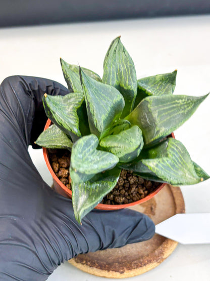 Haworthia Bing Cheng (wa5) (p16) | Rare Import