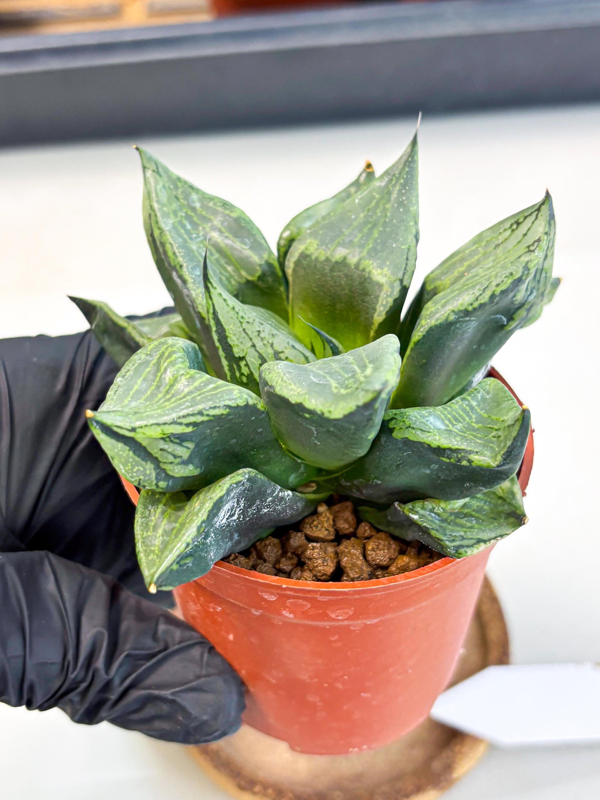 Haworthia Bing Cheng (wa5) (p16) | Rare Import