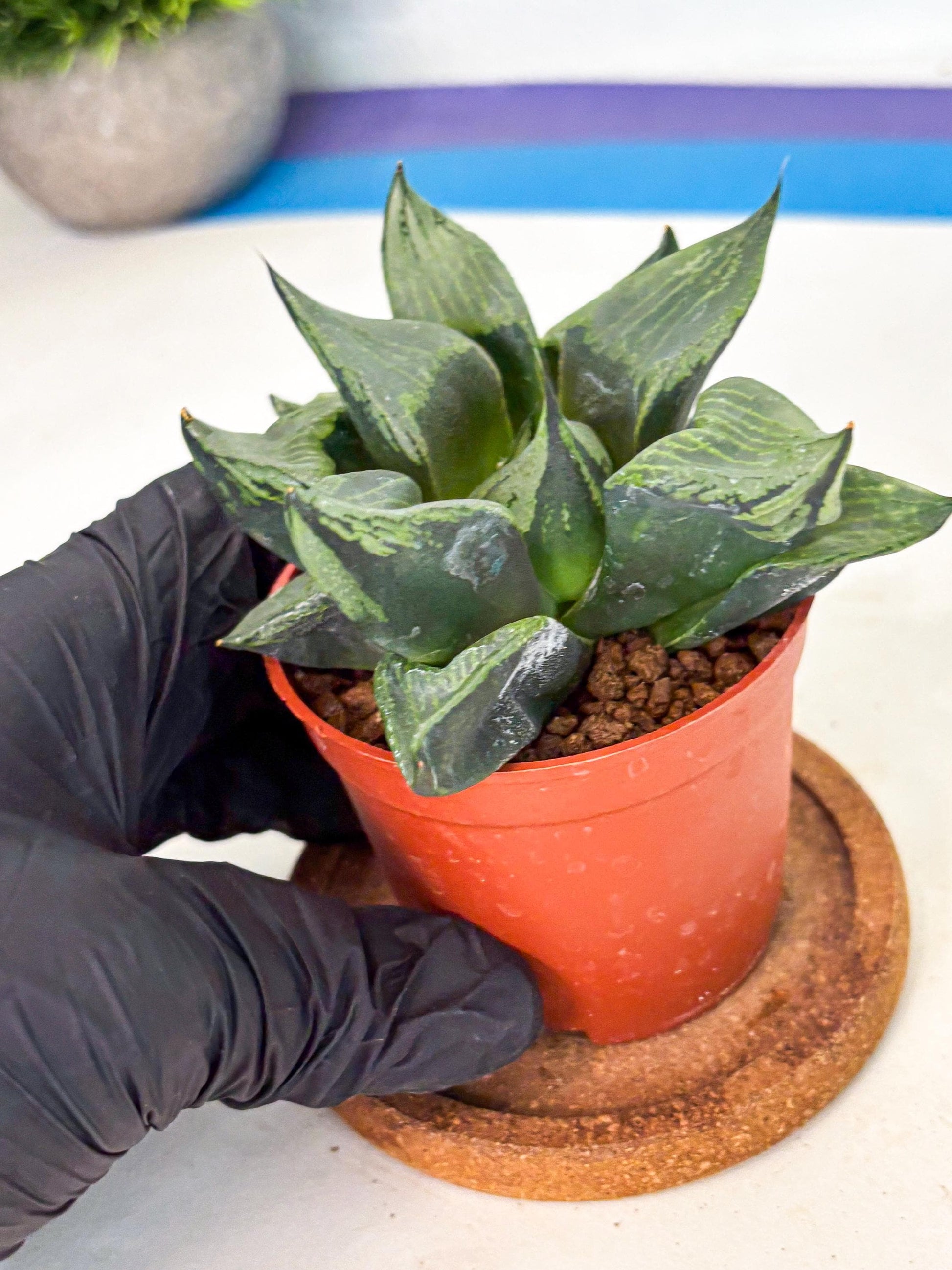 Haworthia Bing Cheng (wa5) (p16) | Rare Import