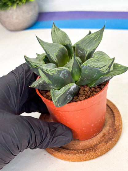 Haworthia Bing Cheng (wa5) (p16) | Rare Import