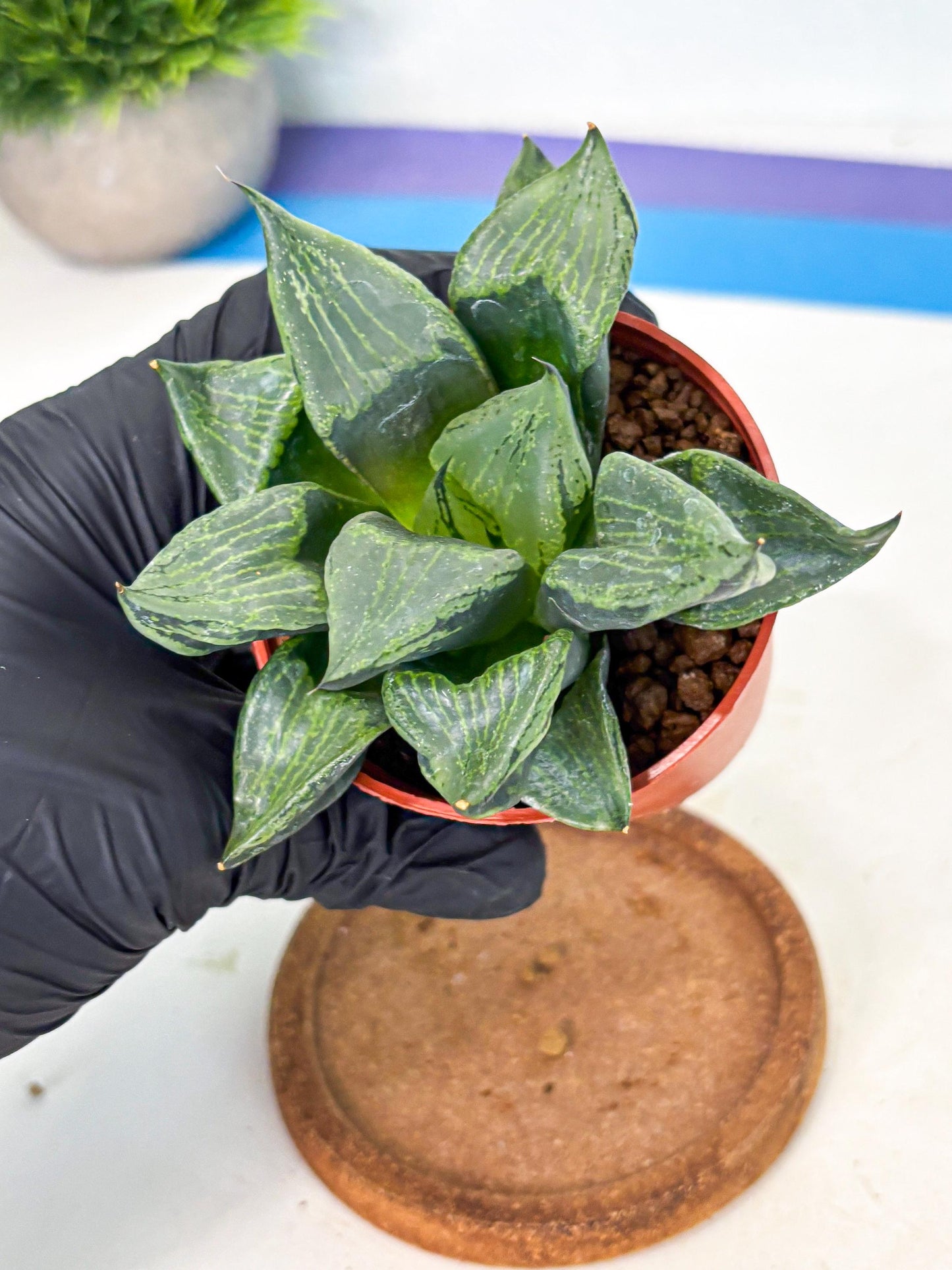 Haworthia Bing Cheng (wa5) (p16) | Rare Import
