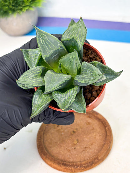 Haworthia Bing Cheng (wa5) (p16) | Rare Import