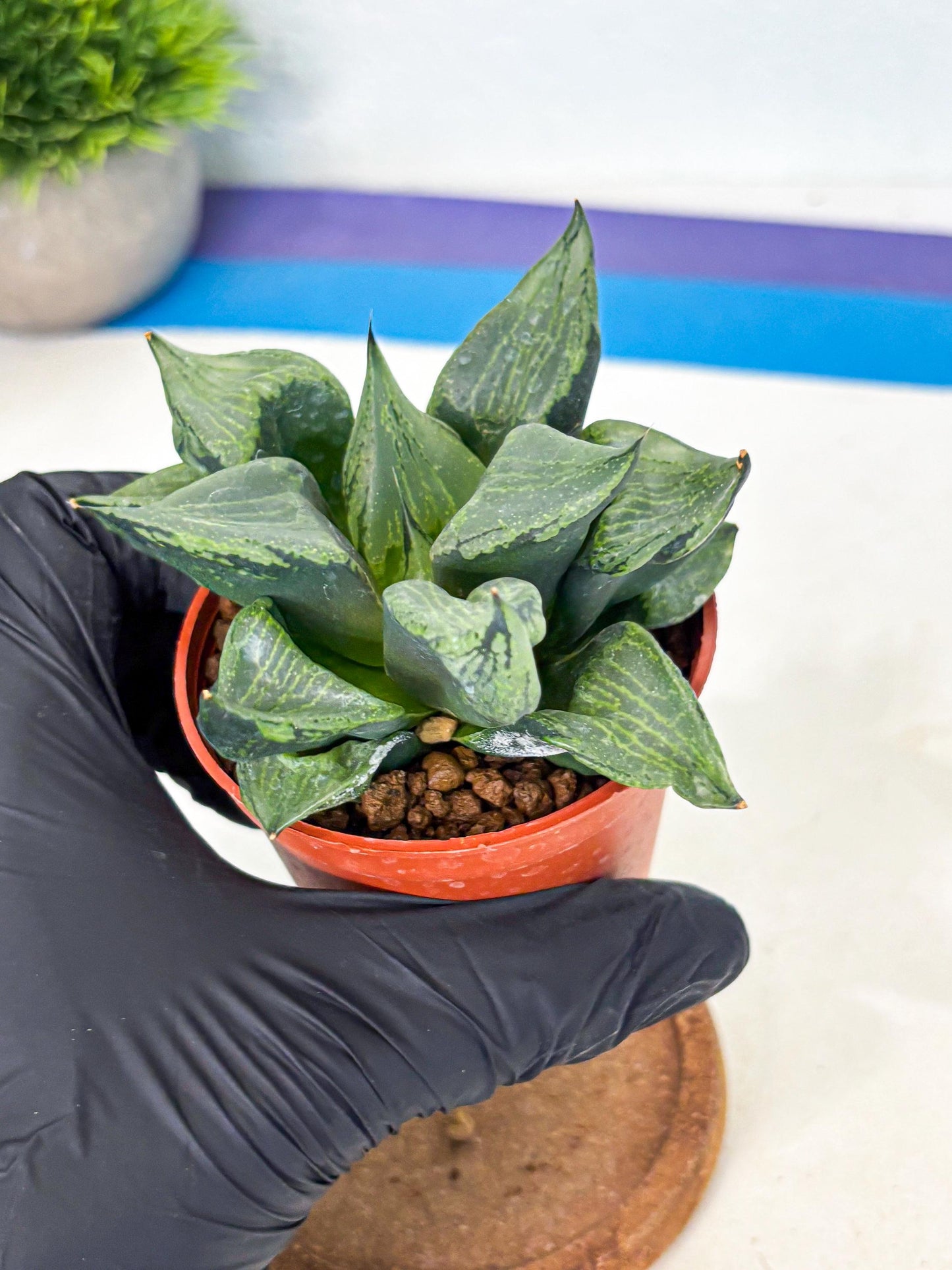 Haworthia Bing Cheng (wa5) (p16) | Rare Import
