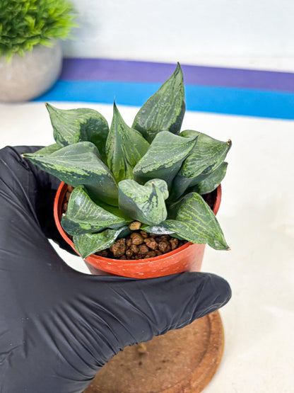 Haworthia Bing Cheng (wa5) (p16) | Rare Import