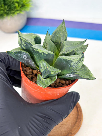 Haworthia Bing Cheng (wa5) (p16) | Rare Import