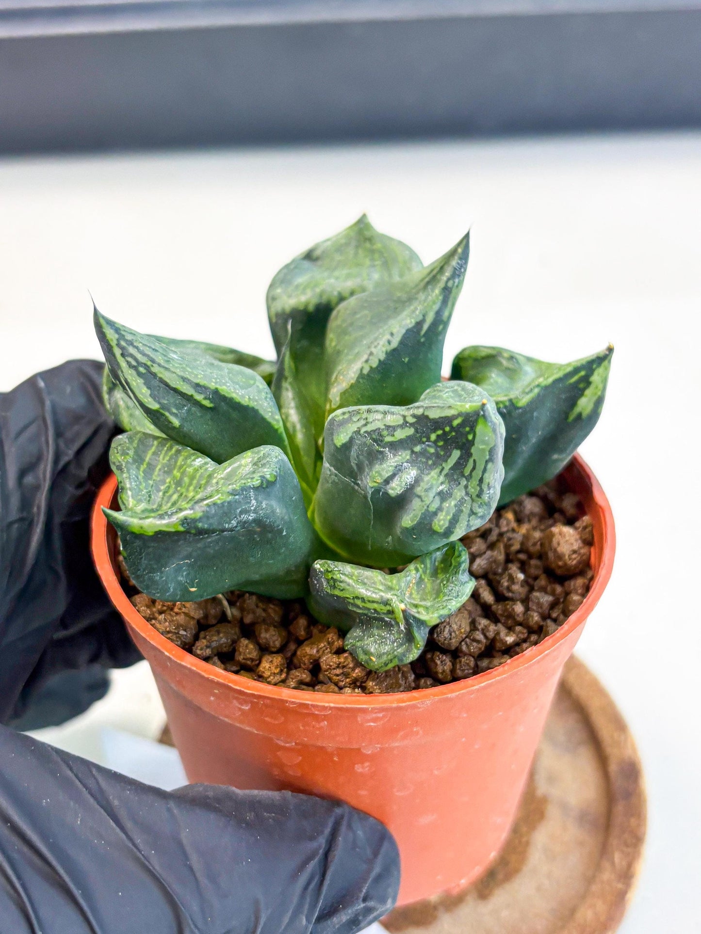 Haworthia Bing Cheng (wa5) (p17) | Rare Import
