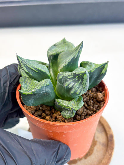 Haworthia Bing Cheng (wa5) (p17) | Rare Import