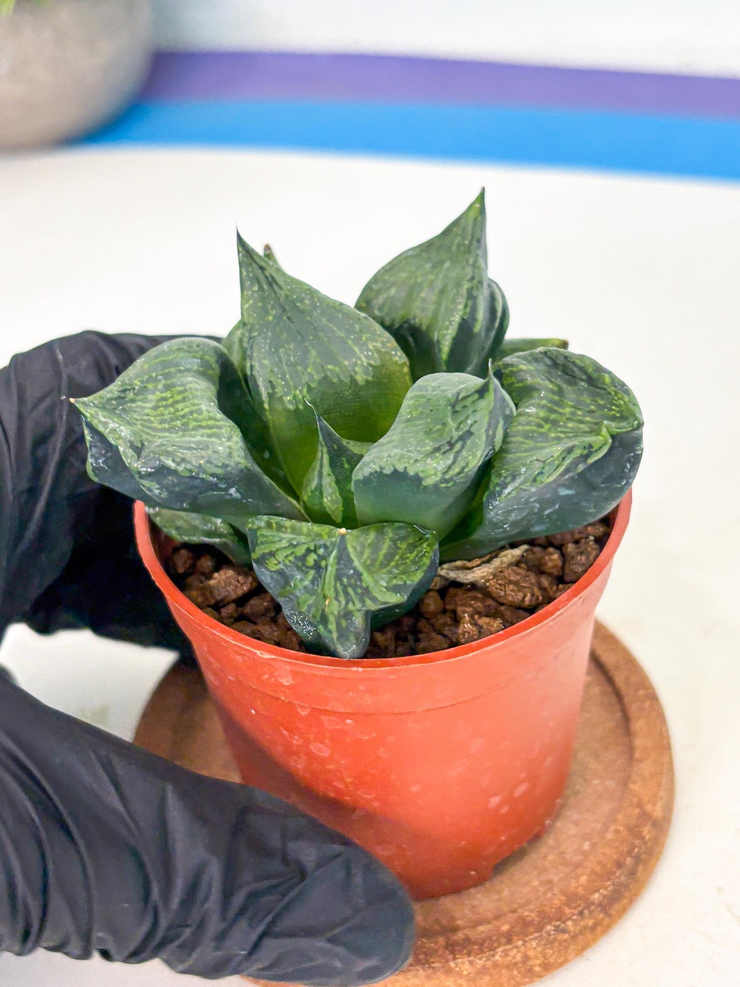 Haworthia Bing Cheng (wa5) (p17) | Rare Import
