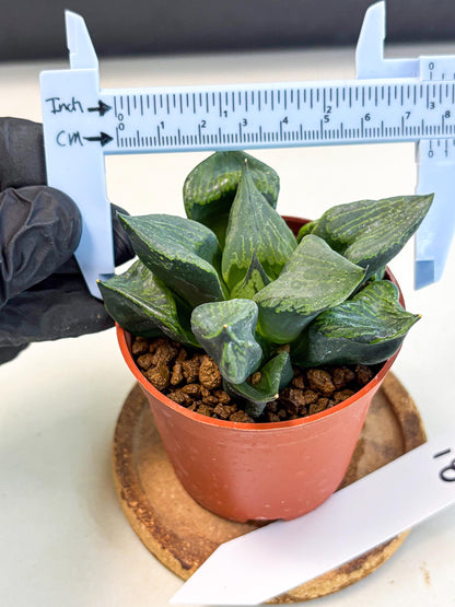Haworthia Bing Cheng (wa5) (p18) | Rare Import