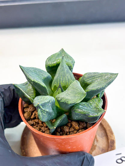 Haworthia Bing Cheng (wa5) (p18) | Rare Import