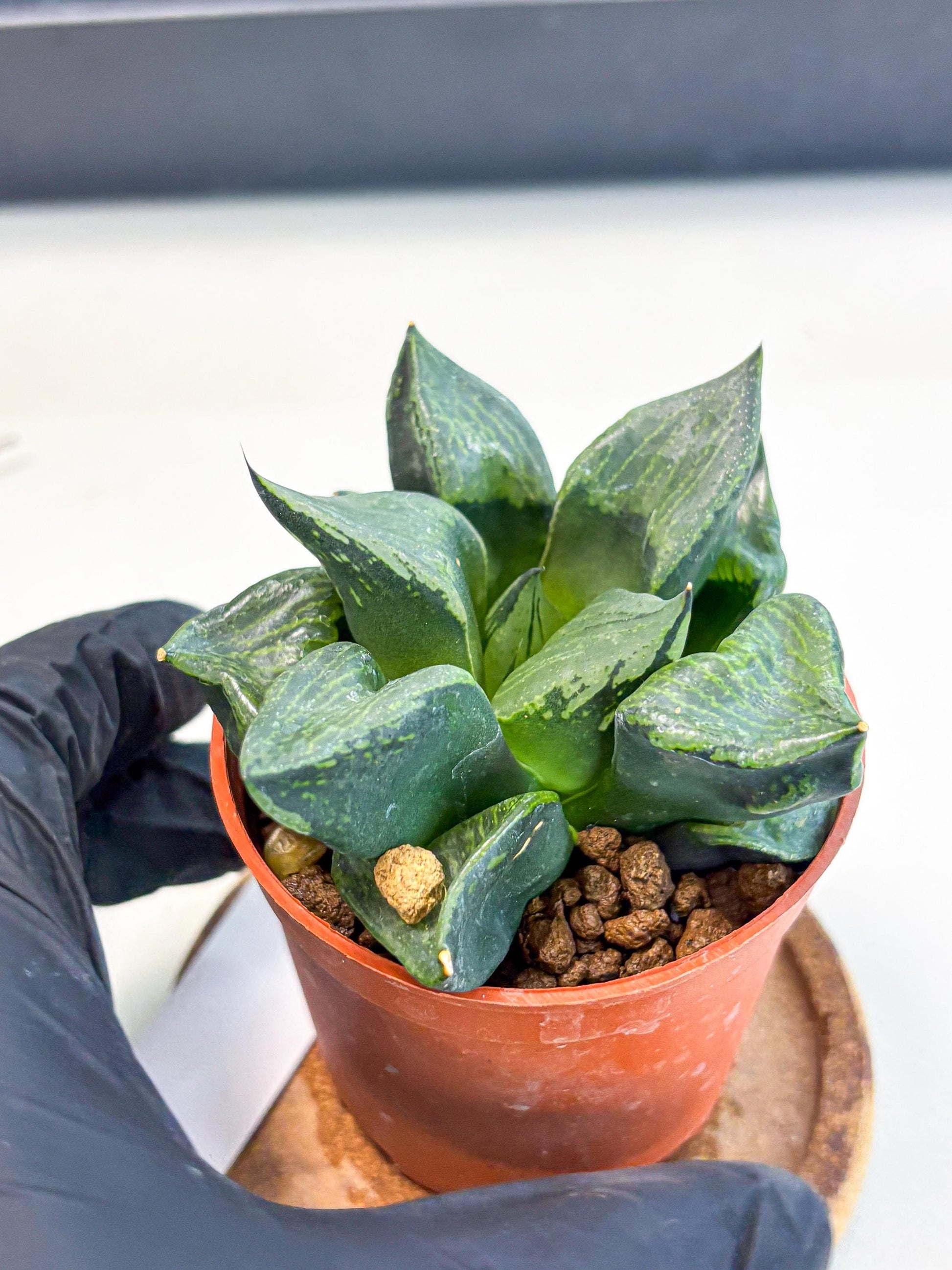 Haworthia Bing Cheng (wa5) (p18) | Rare Import