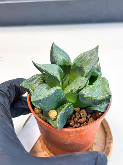 Haworthia Bing Cheng (wa5) (p18) | Rare Import