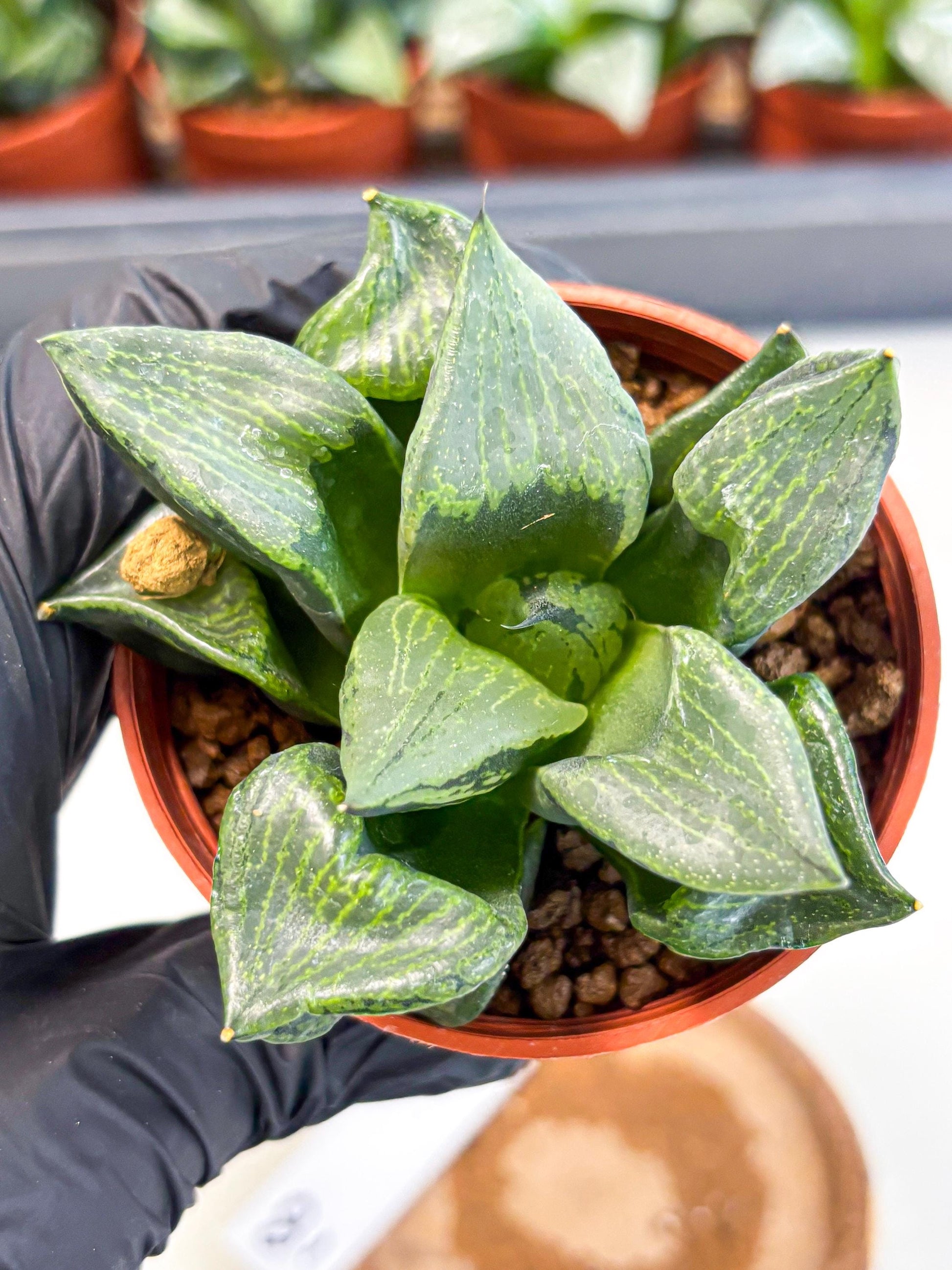 Haworthia Bing Cheng (wa5) (p18) | Rare Import