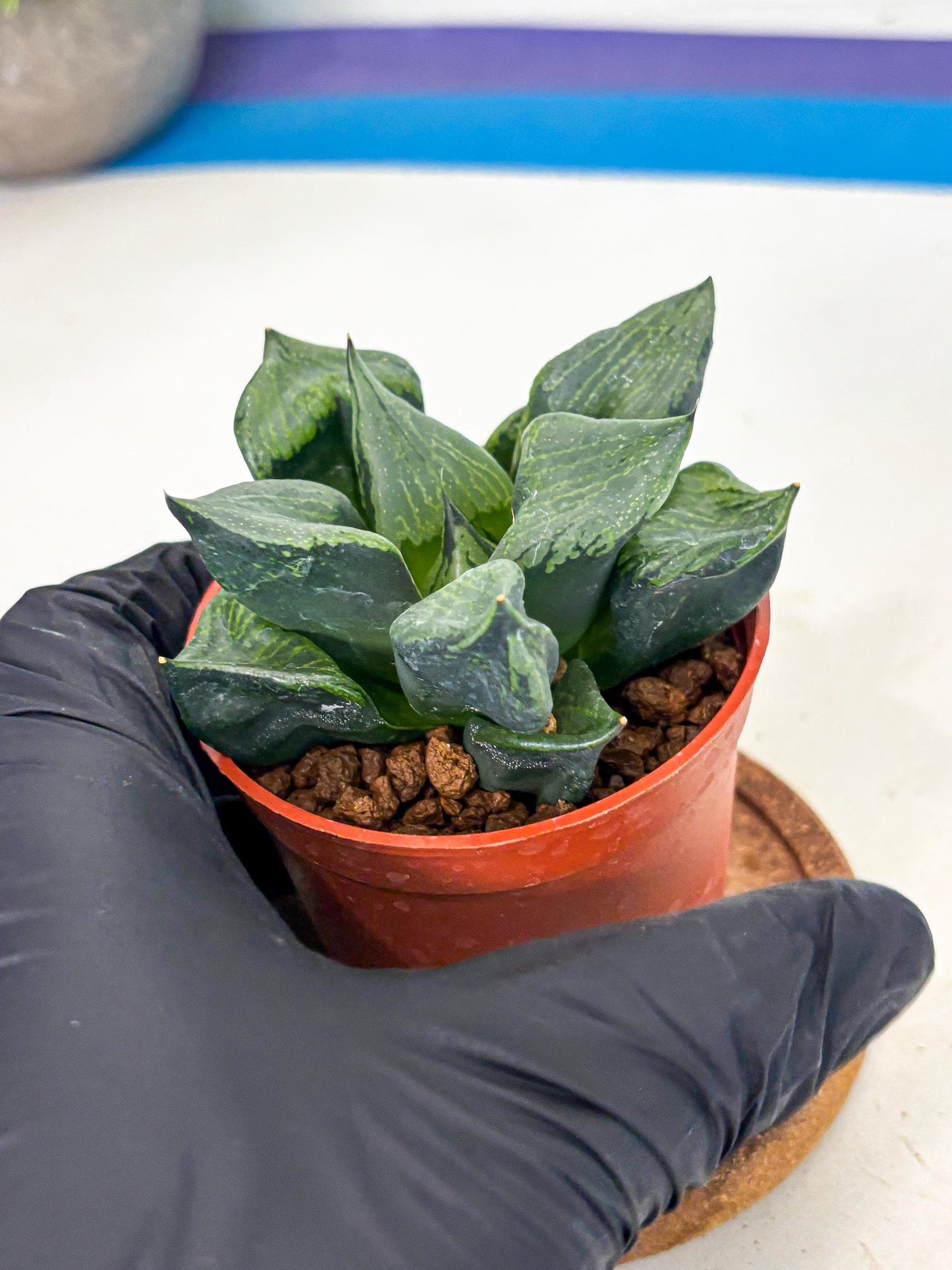 Haworthia Bing Cheng (wa5) (p18) | Rare Import