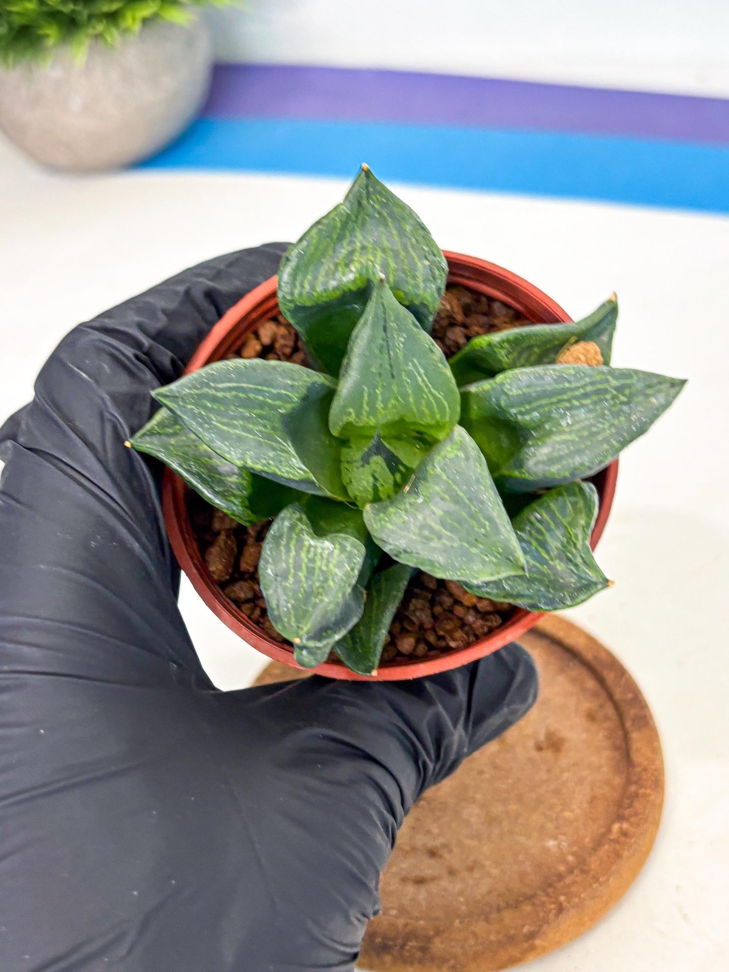 Haworthia Bing Cheng (wa5) (p18) | Rare Import