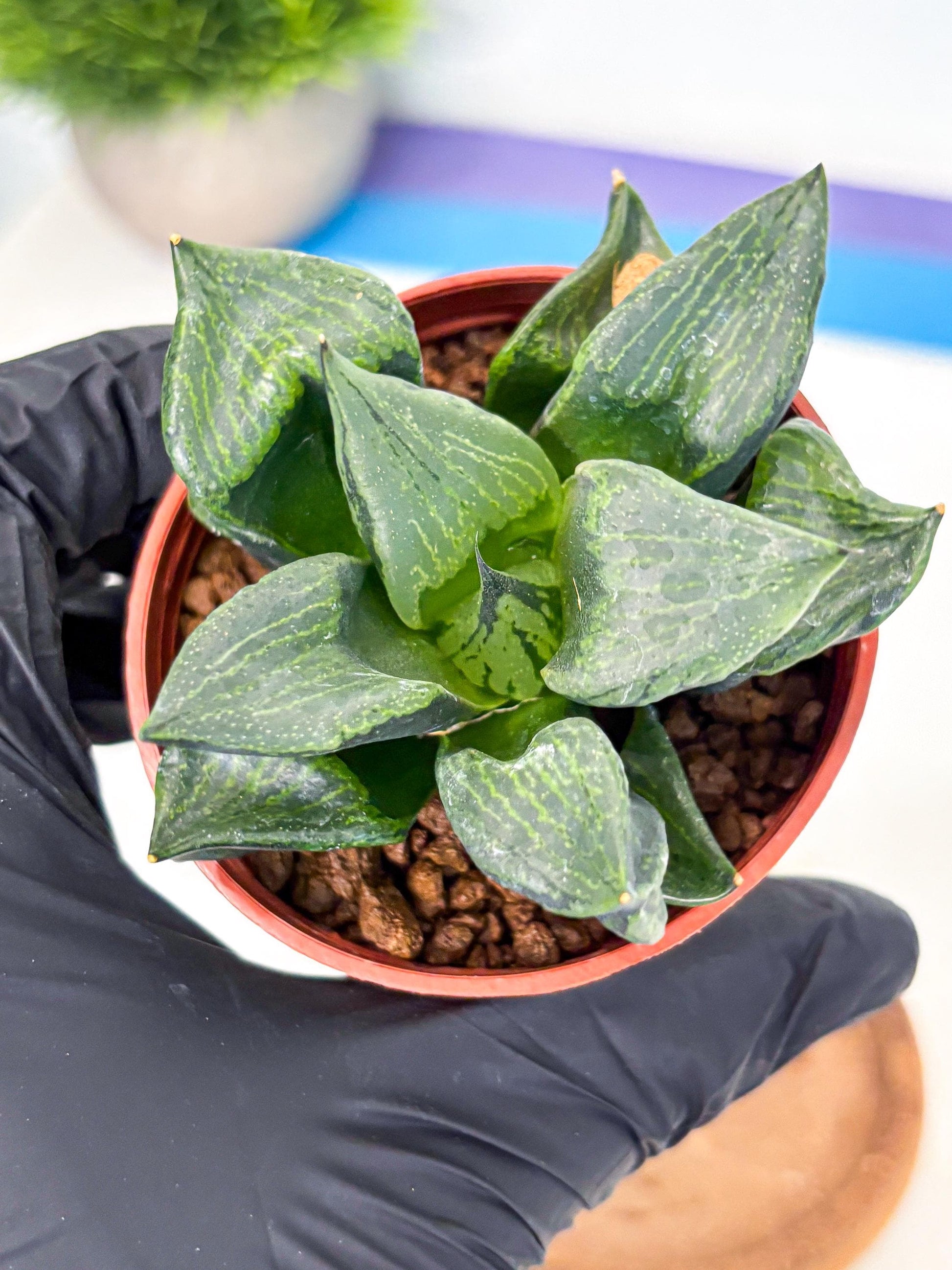 Haworthia Bing Cheng (wa5) (p18) | Rare Import