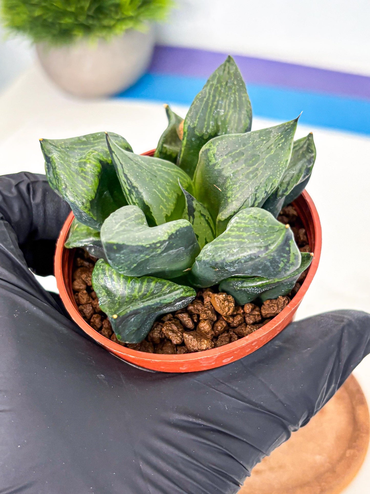 Haworthia Bing Cheng (wa5) (p18) | Rare Import