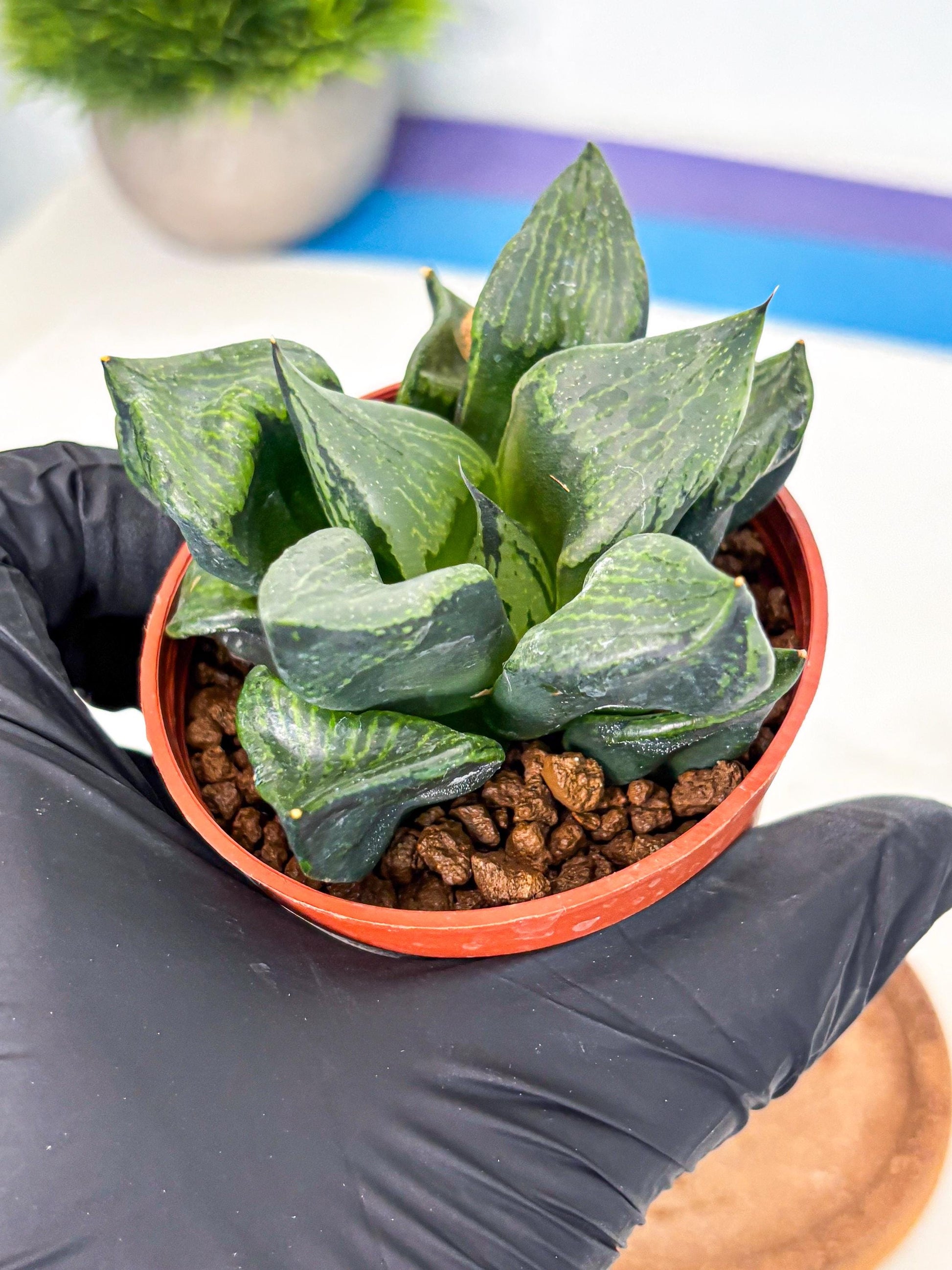 Haworthia Bing Cheng (wa5) (p18) | Rare Import