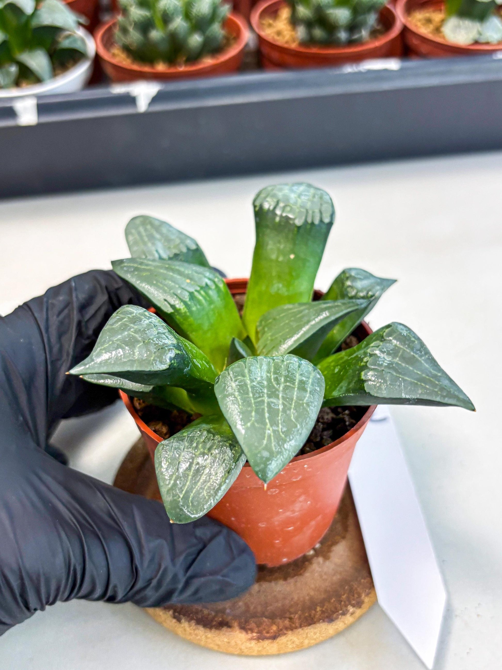 Haworthia Afang Gong (wa6) (y12) | Rare Import