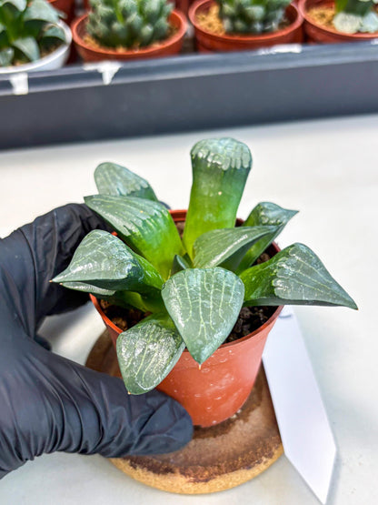 Haworthia Afang Gong (wa6) (y12) | Rare Import