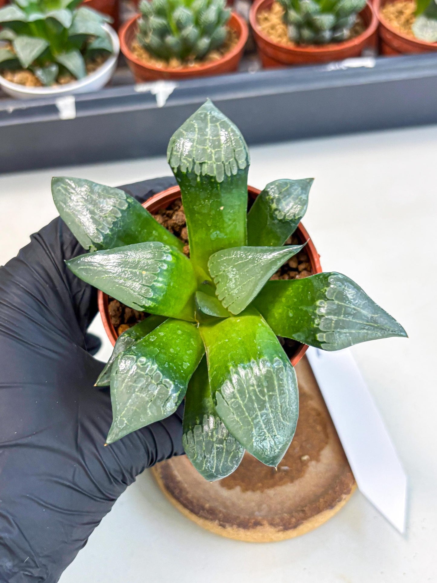 Haworthia Afang Gong (wa6) (y12) | Rare Import