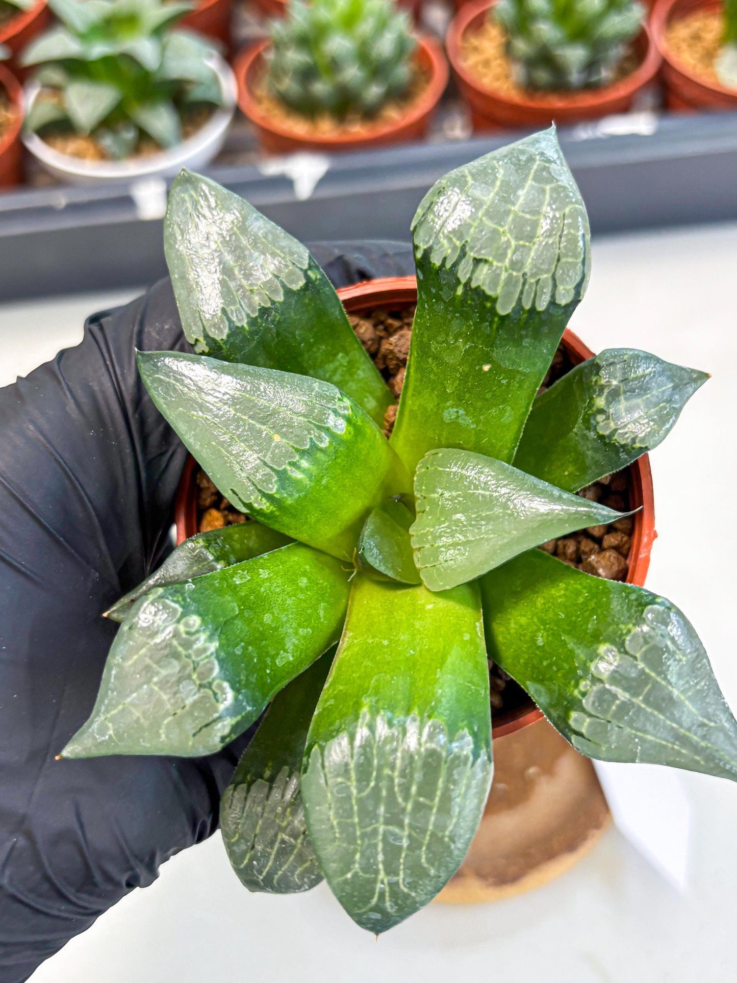 Haworthia Afang Gong (wa6) (y12) | Rare Import