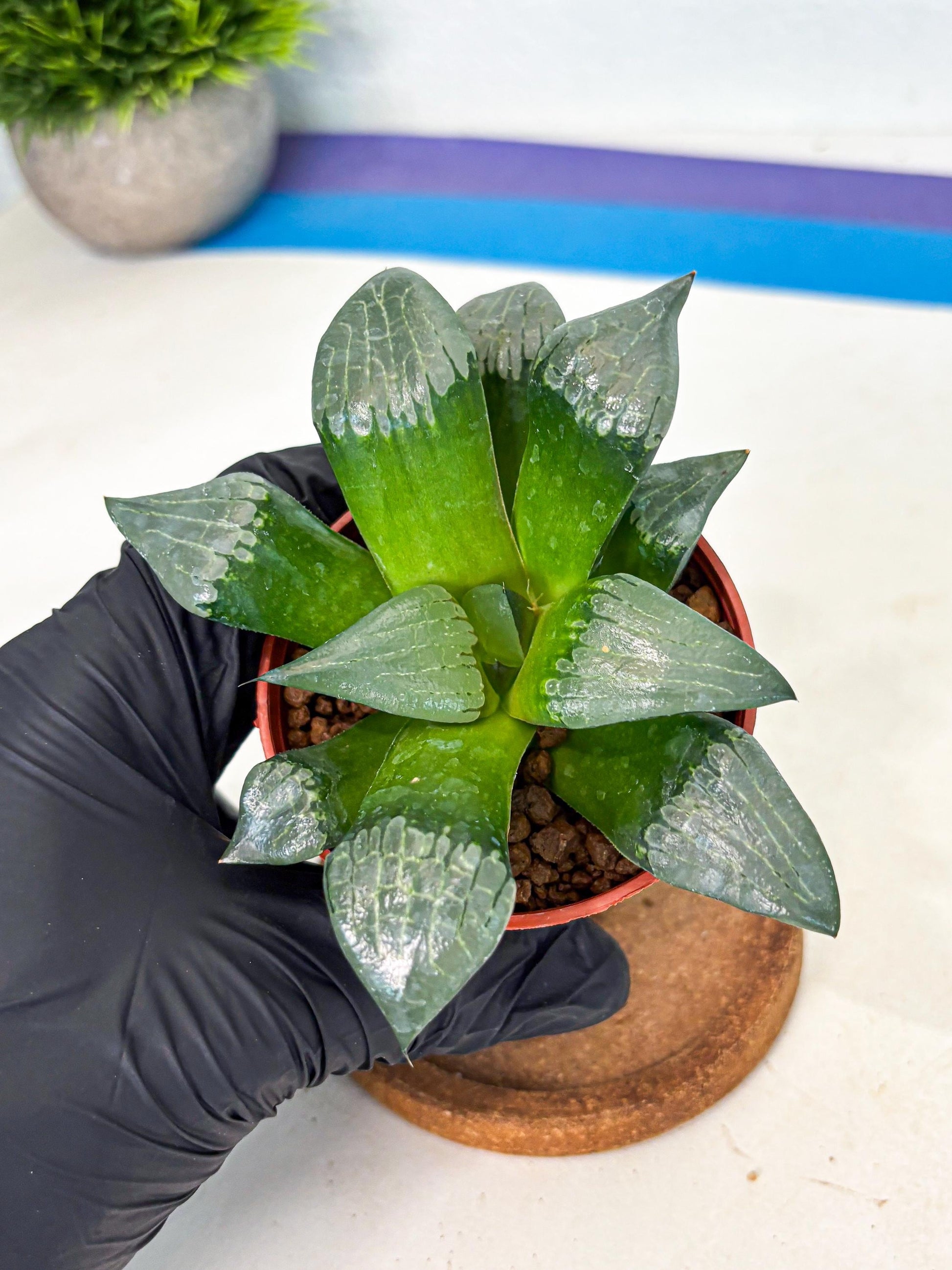 Haworthia Afang Gong (wa6) (y12) | Rare Import
