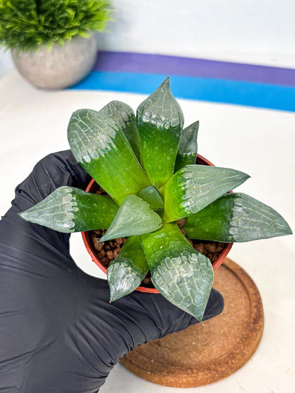 Haworthia Afang Gong (wa6) (y12) | Rare Import
