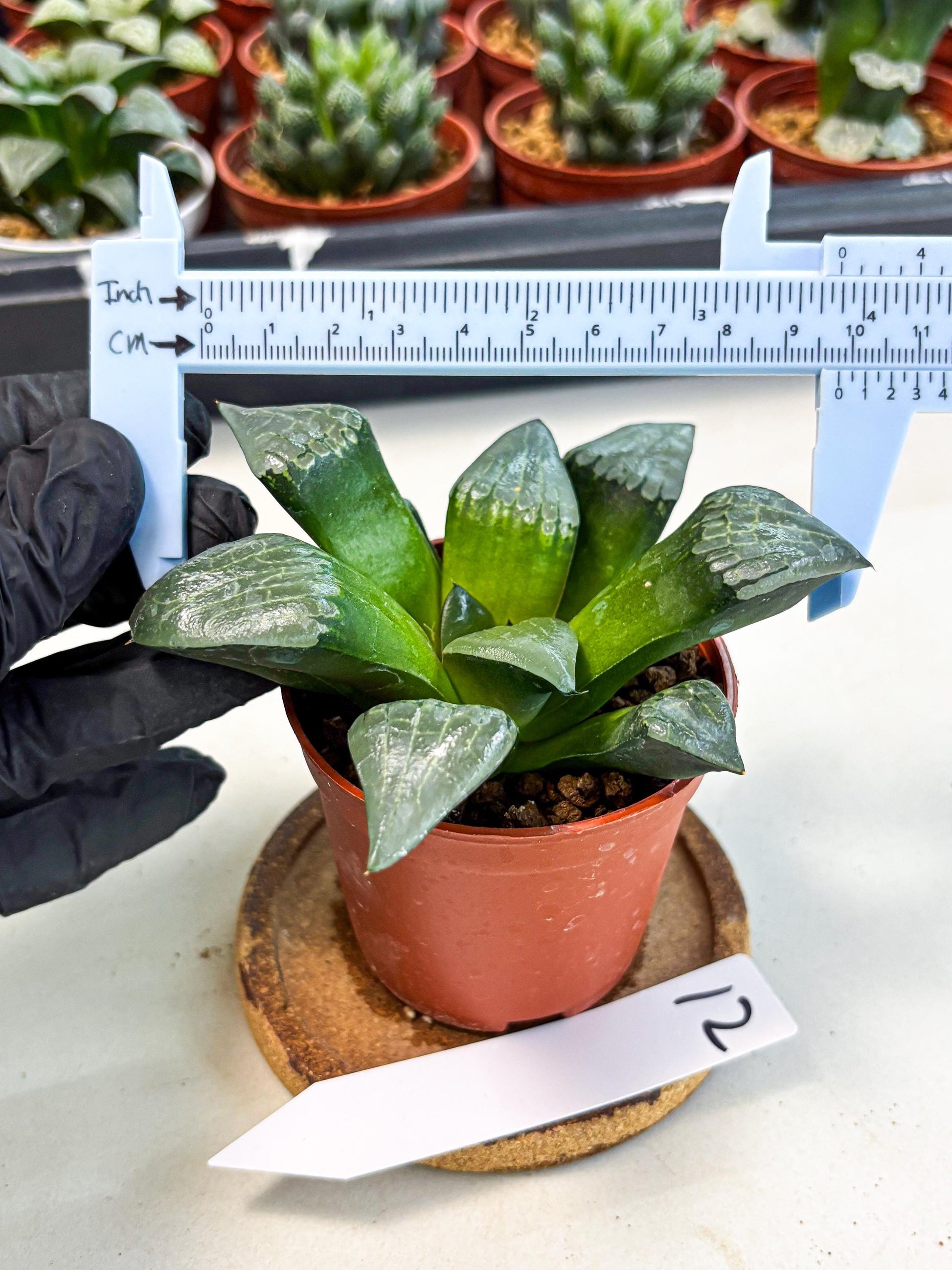 Haworthia Afang Gong (wa6) (y12) | Rare Import