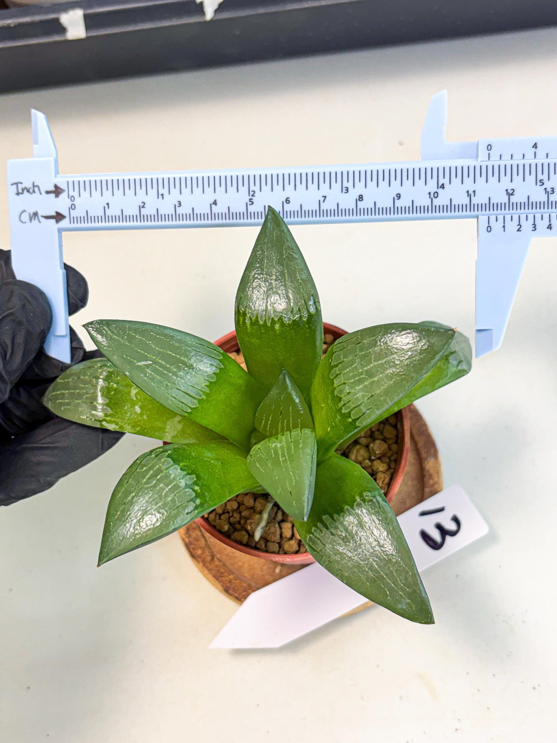 Haworthia Afang Gong (wa6) (y13) | Rare Import
