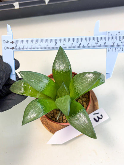 Haworthia Afang Gong (wa6) (y13) | Rare Import